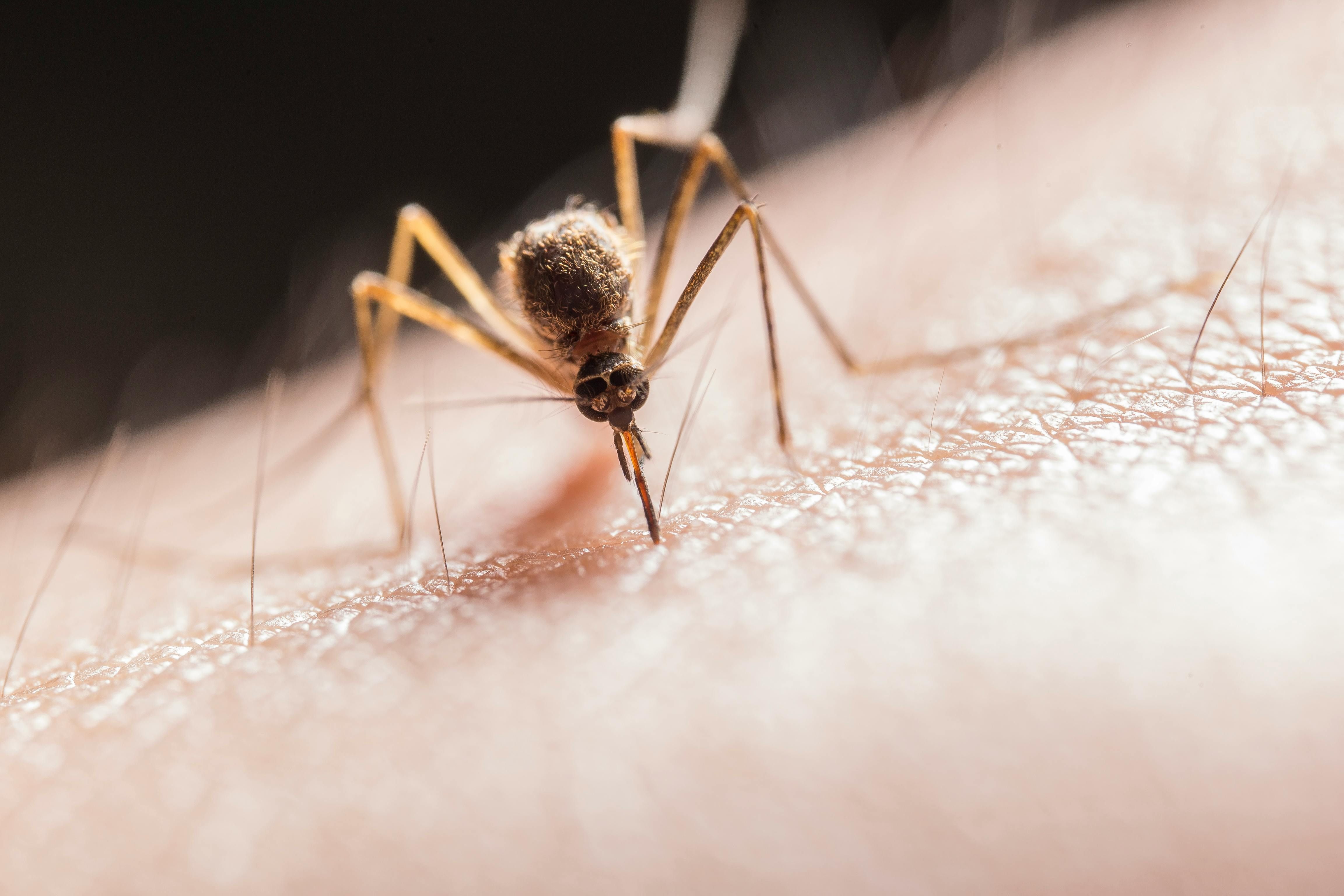 Комарі можуть бути неприємними