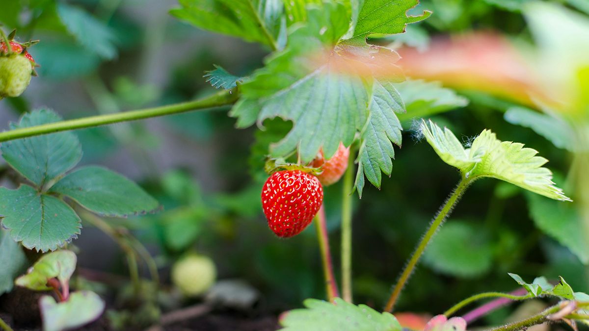 Избавиться от долгоносика можно достаточно просто Избавиться от долгоносика можно достаточно просто