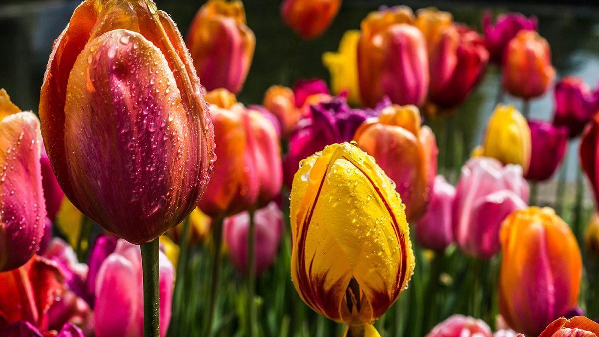 Названо найкращий час для викопування тюльпанів Названо найкращий час для викопування тюльпанів