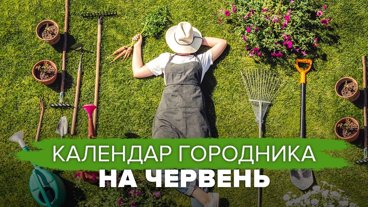 Календарь огородника на июнь 2024 года Календарь огородника на июнь 2024 года