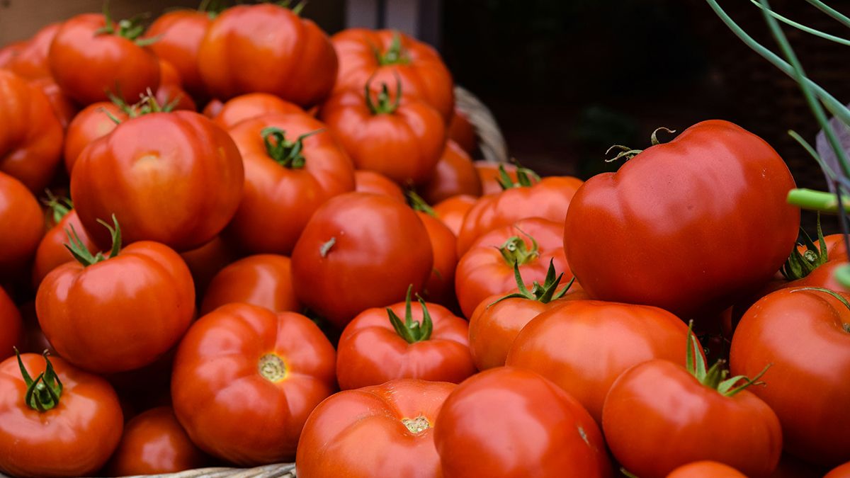 Названа лучшая подкормка для помидоров Названа лучшая подкормка для помидоров