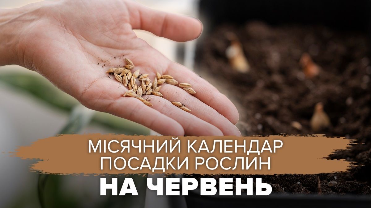 Лунный календарь посадки растений Лунный календарь посадки растений