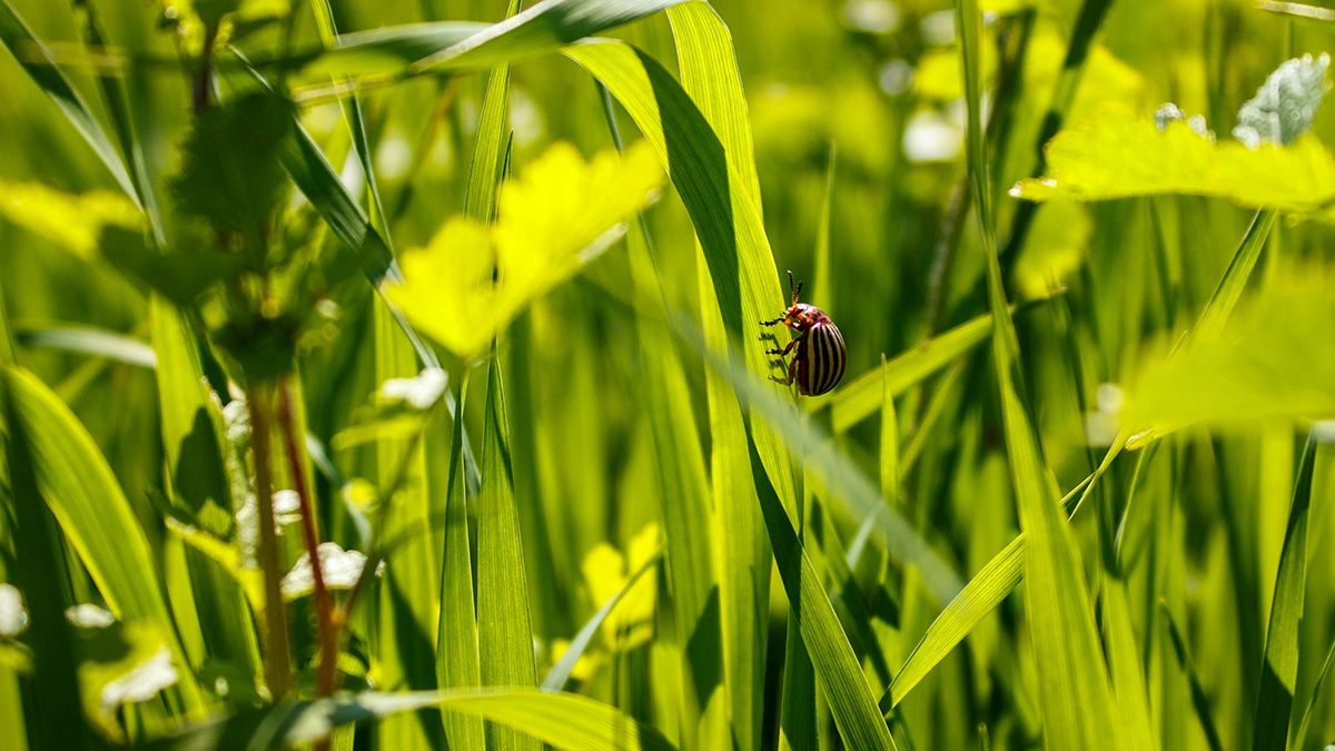 От колорадских жуков можно избавиться с огорода От колорадских жуков можно избавиться с огорода
