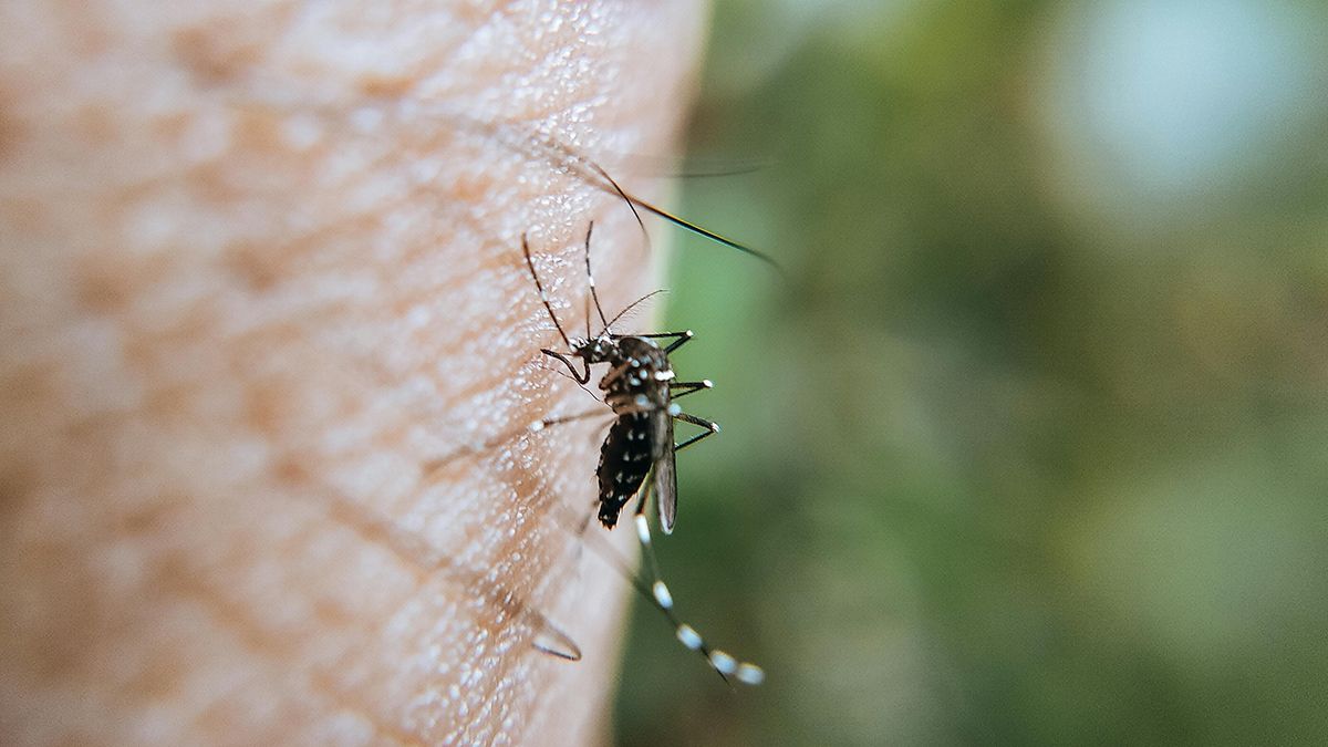 Комары не любят некоторые виды растений Комары не любят некоторые виды растений