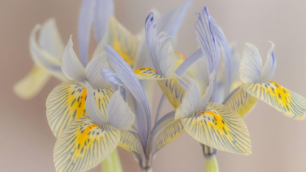 Ирисы после отцветания надо подрезать после отцветания Ирисы после отцветания надо подрезать после отцветания