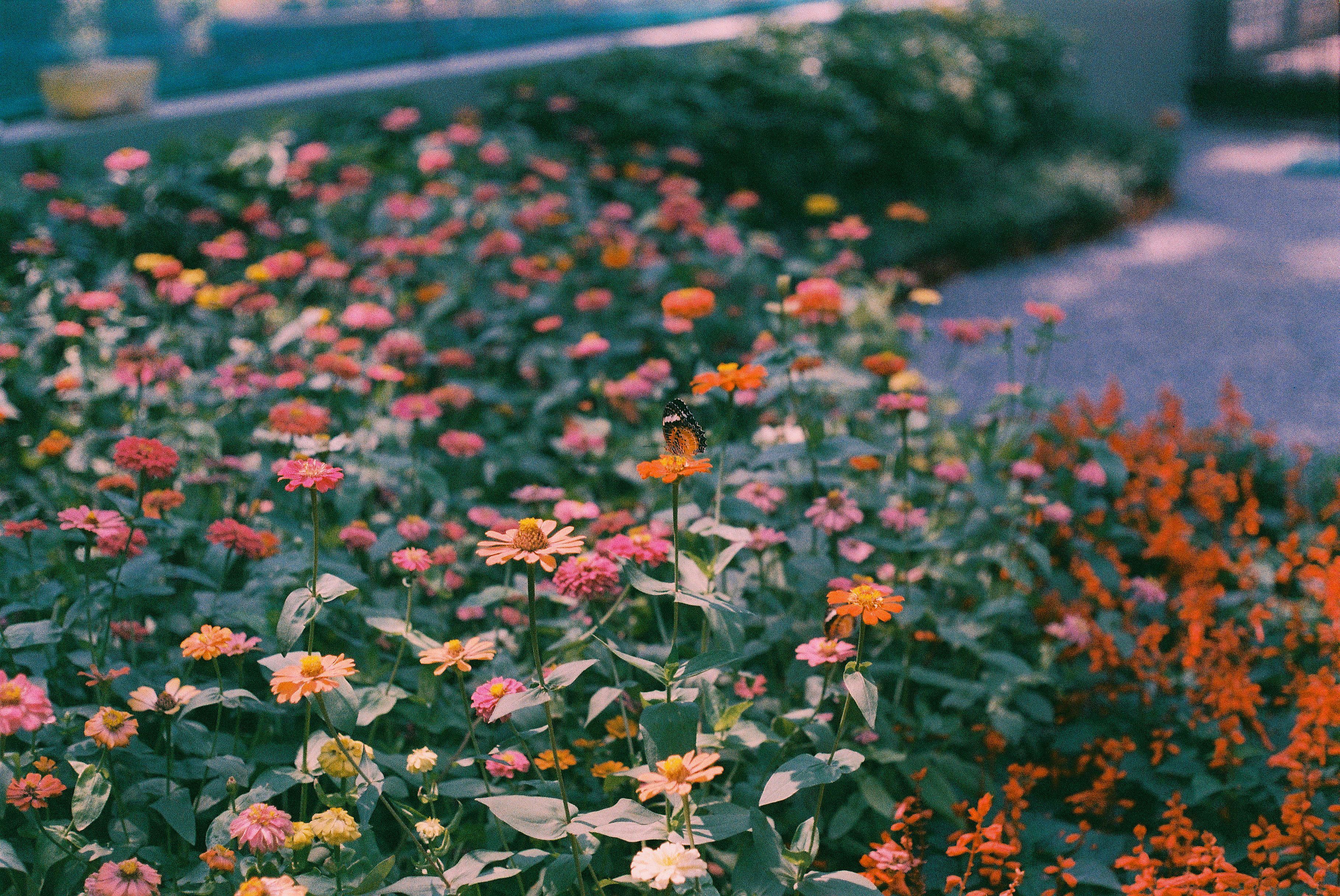 Некоторые цветы довольно опасны Некоторые цветы довольно опасны