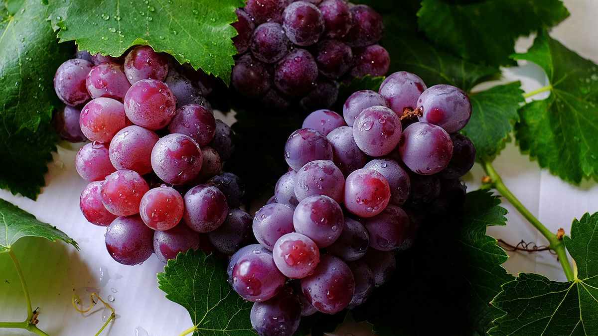 Стало відомо, чи треба обрізати виноград влітку