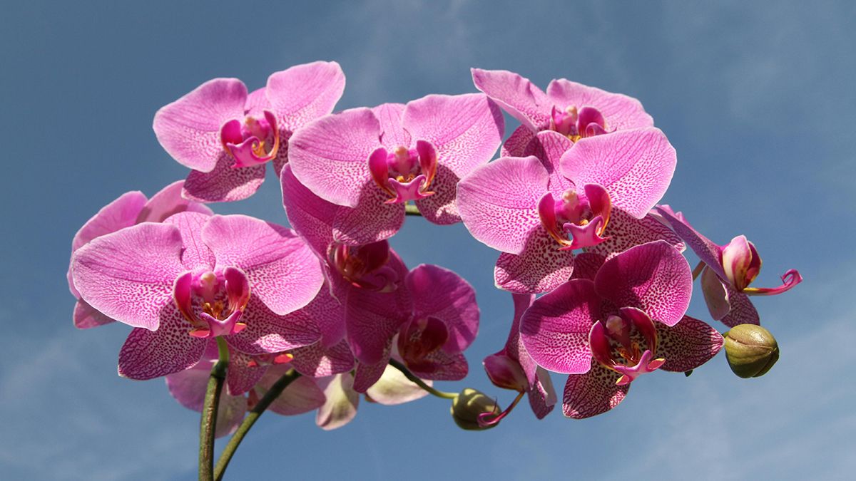 Правила пересадки орхидеи