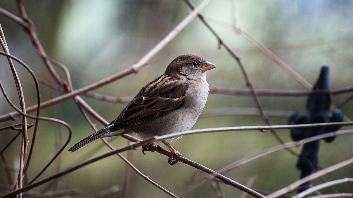 Горобців з городу можна легко відлякати Горобців з городу можна легко відлякати