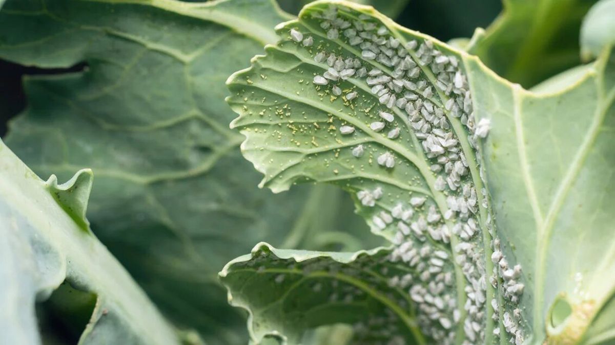 Білокрилки можна позбутися завдяки народним методам Білокрилки можна позбутися завдяки народним методам