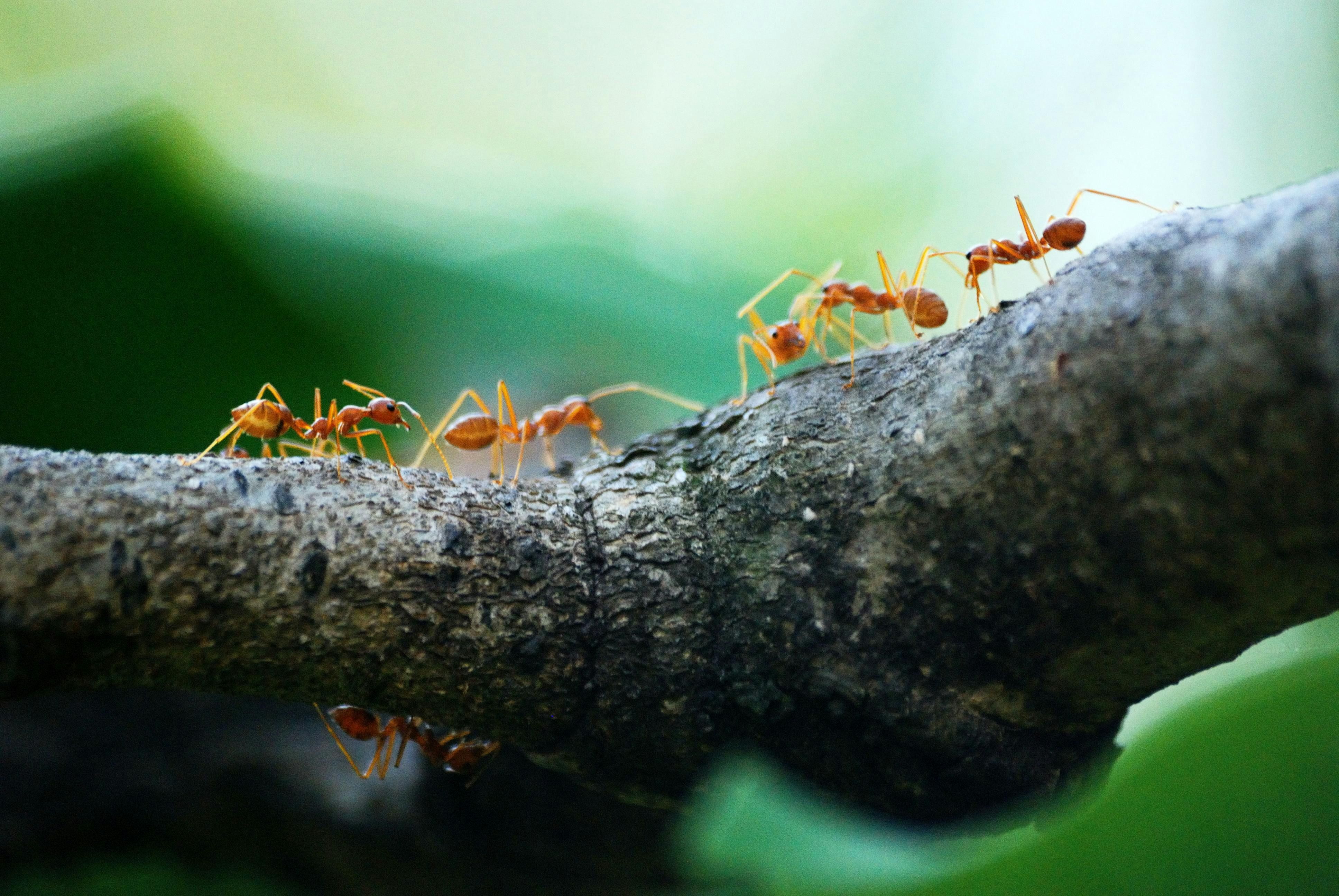 От муравьев в доме можно избавиться