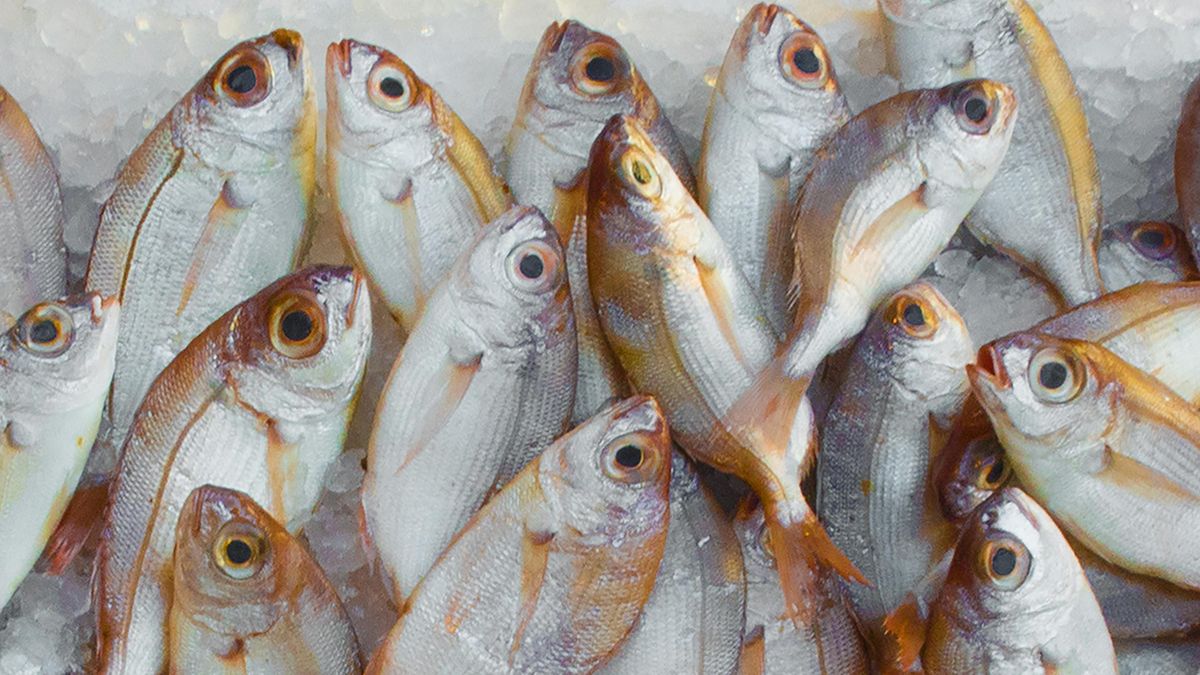 Названо скільки днів можна тримати рибу в холодильнику