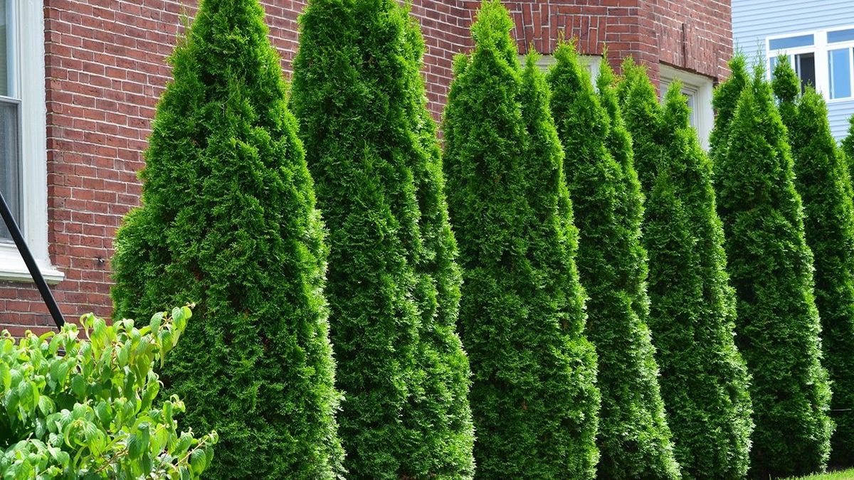 Туї не рекомендують садити на подвір'ї Туї не рекомендують садити на подвір'ї