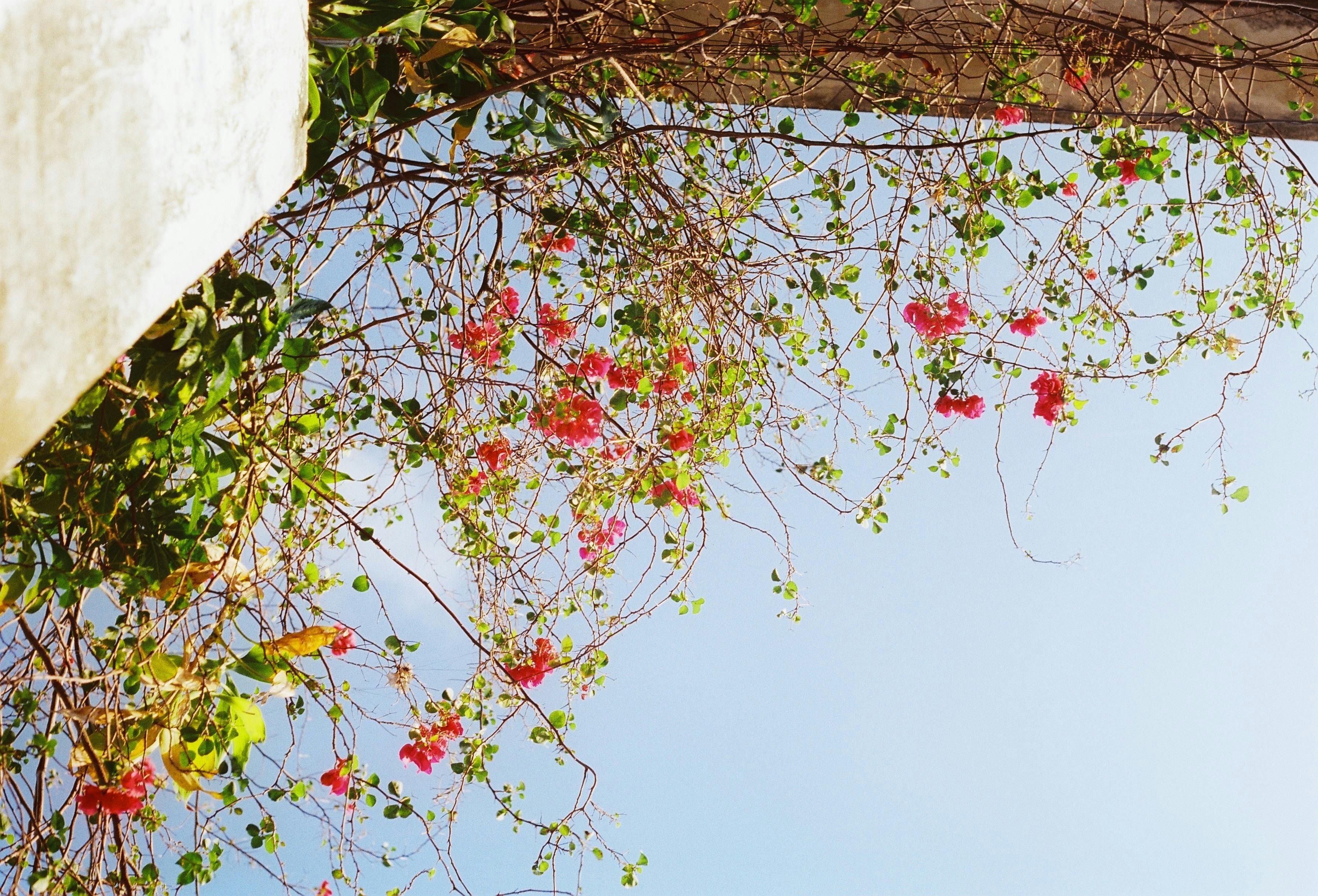 Деякі кущі вимагають зовсім небагато догляду Деякі кущі вимагають зовсім небагато догляду