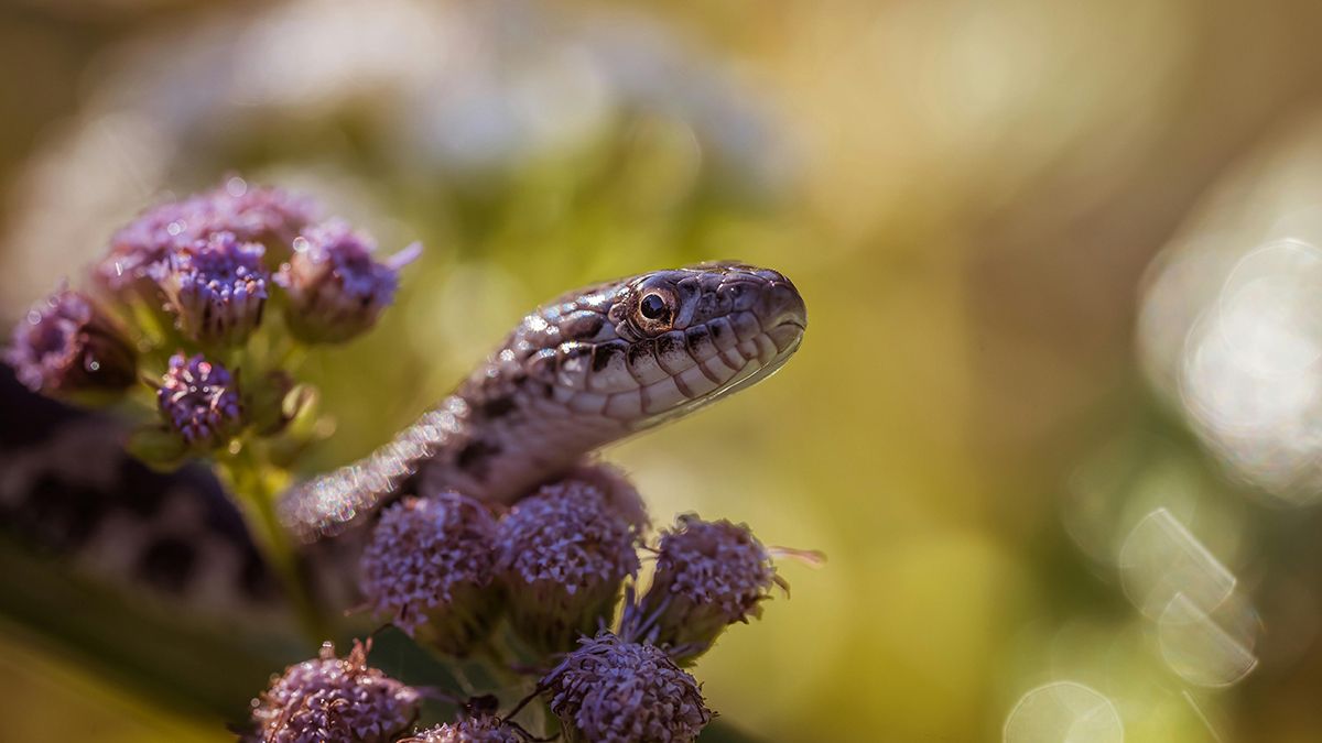 Змеи боятся людей Змеи боятся людей