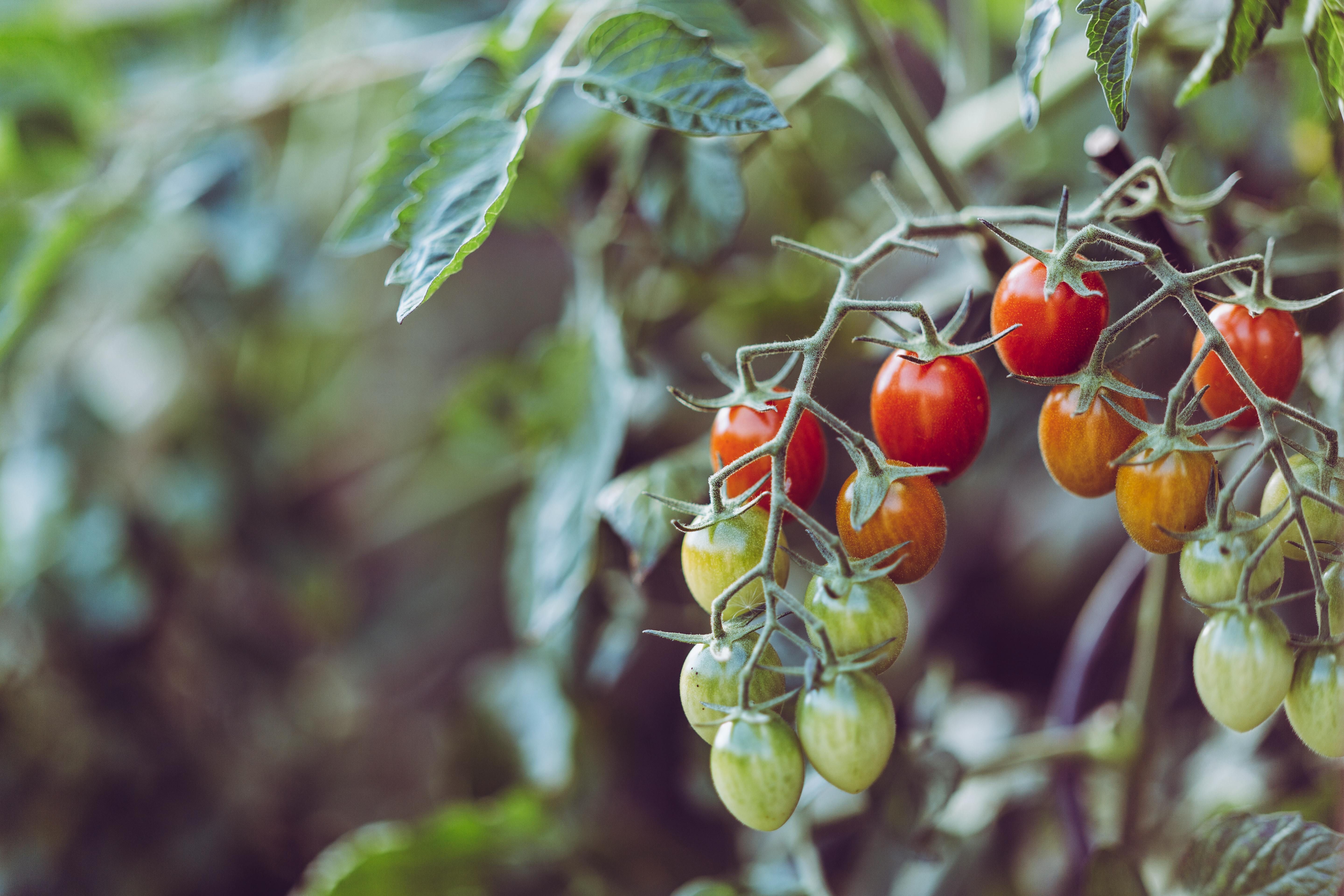 Фитофтороз на помидорах можно уничтожить урожай