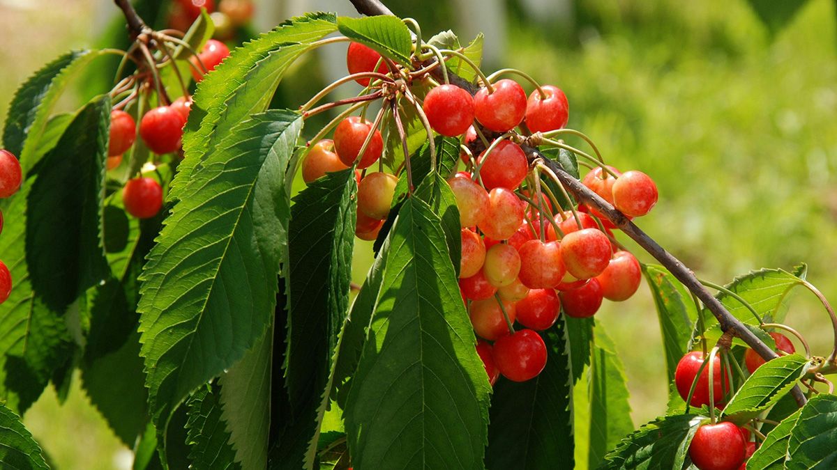 Черешню та вишню можна захистити від птахів Черешню та вишню можна захистити від птахів