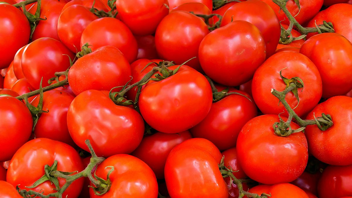 Врятувати помідори від почорніння можна досить просто