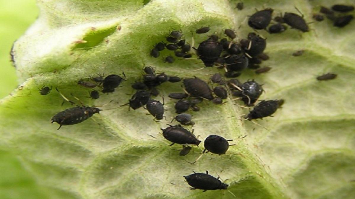 Попелиці можна легко позбутися з городу Попелиці можна легко позбутися з городу