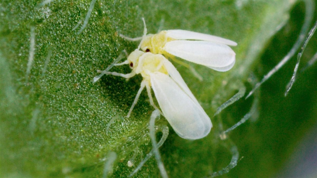 Є ефективний метод від білокрилки Є ефективний метод від білокрилки