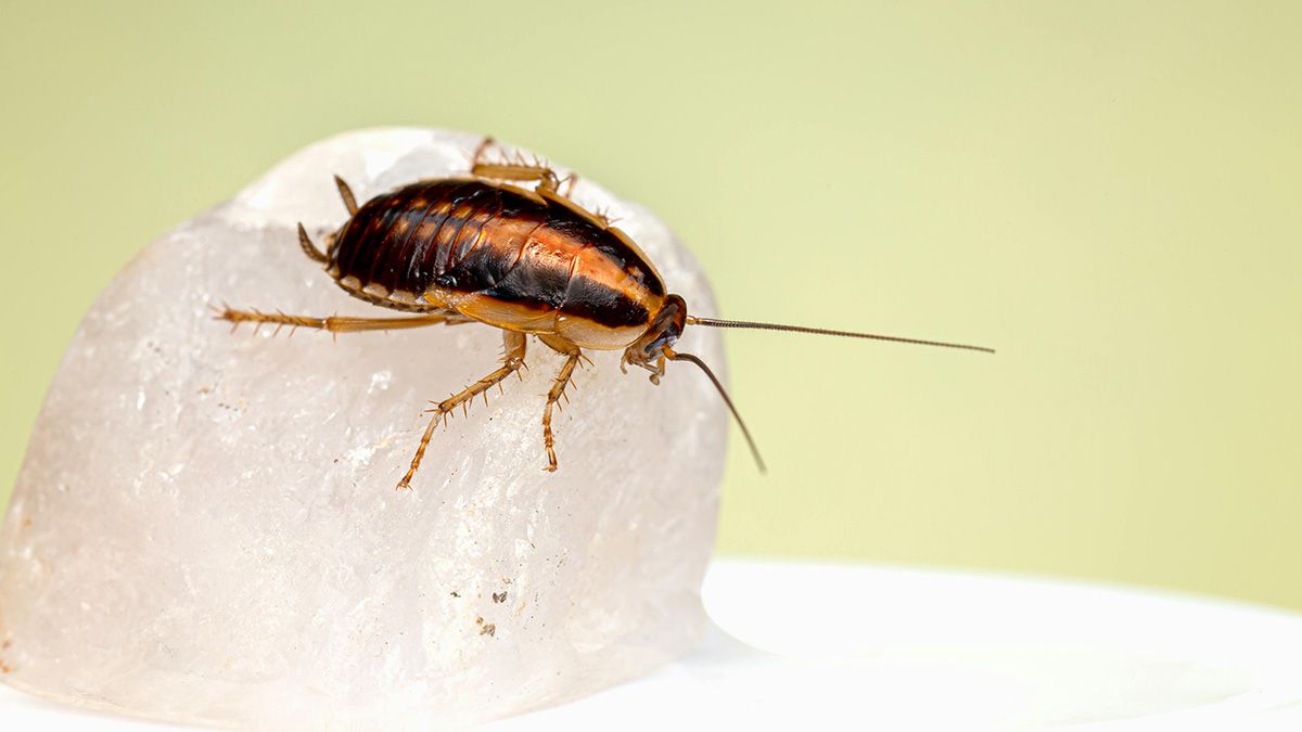 Есть несколько способов, как избавиться от тараканов