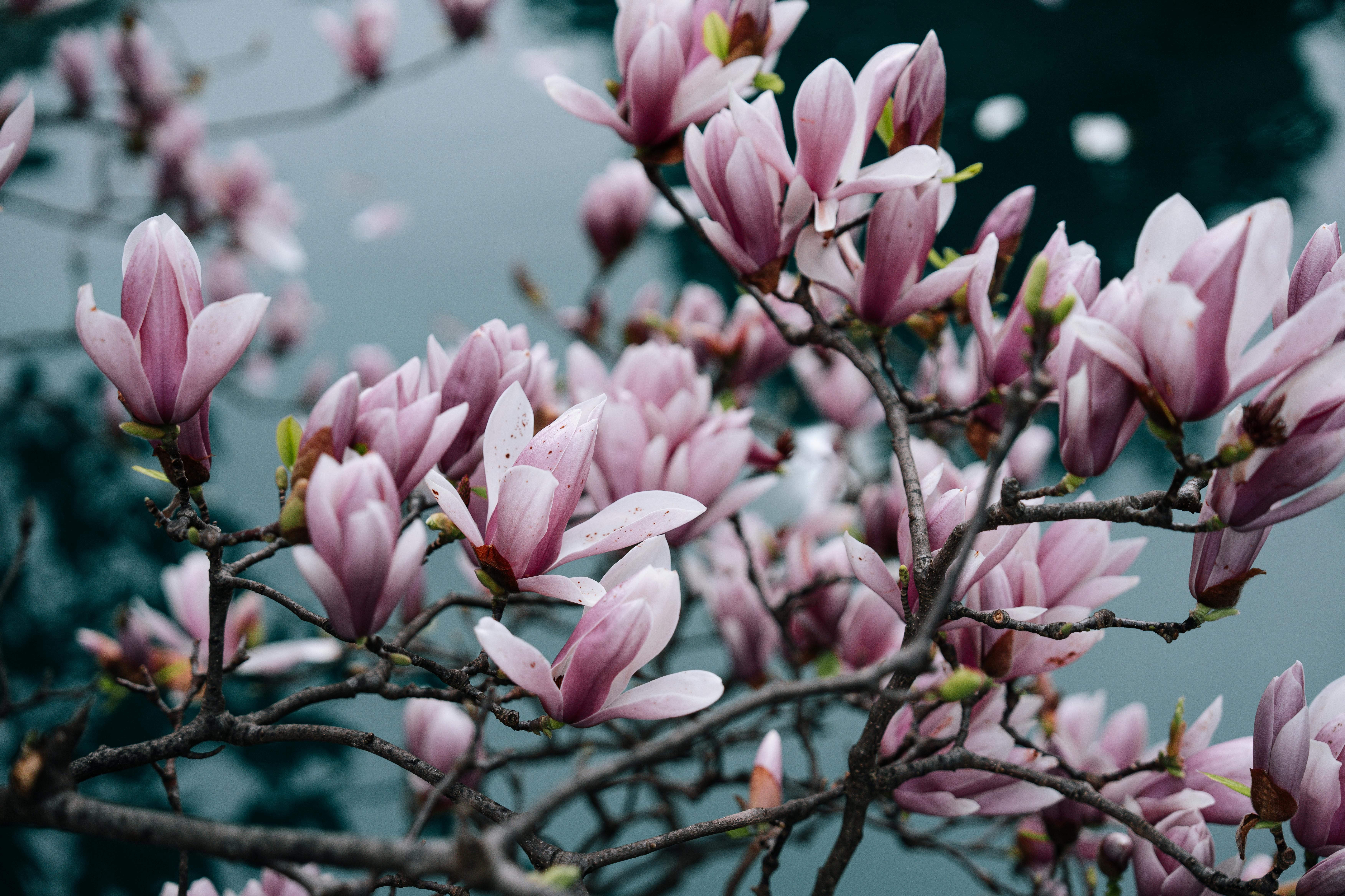 Можно ли сажать магнолию возле дома Можно ли сажать магнолию возле дома