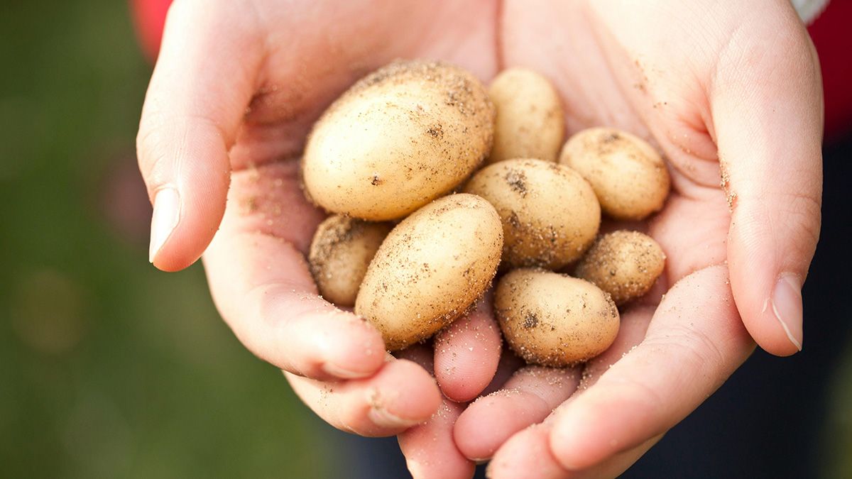 Картофель можно выкапывать через месяц после посадки