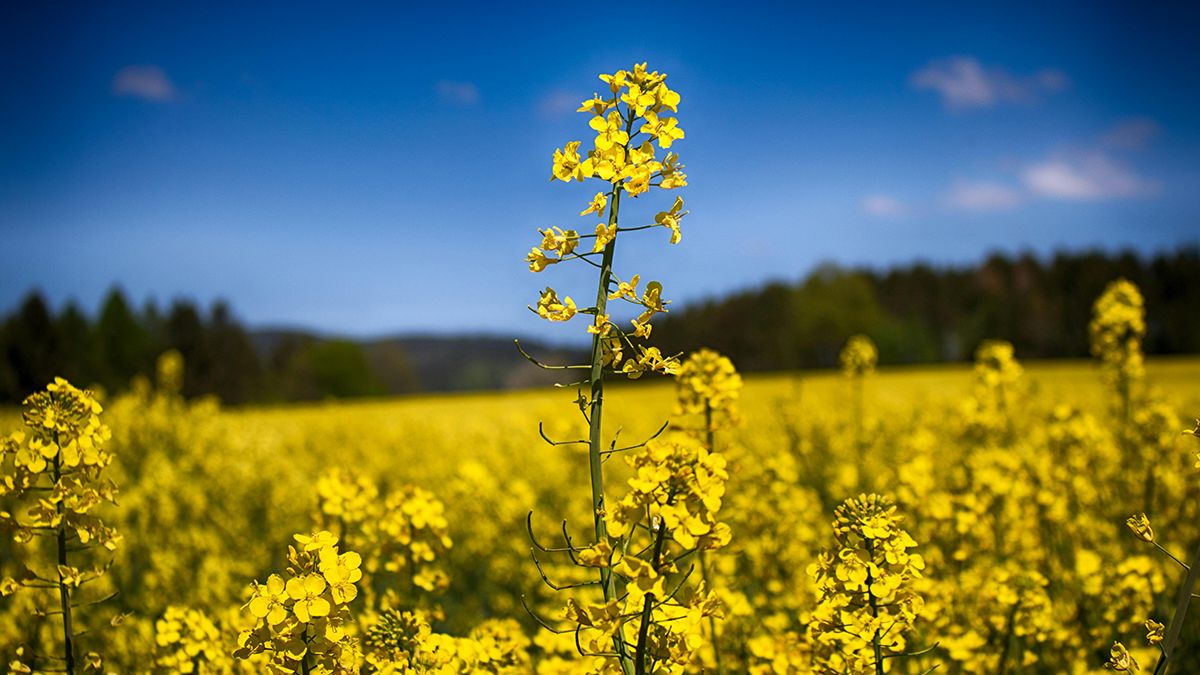 Садовые растения улучшают качество почвы Садовые растения улучшают качество почвы