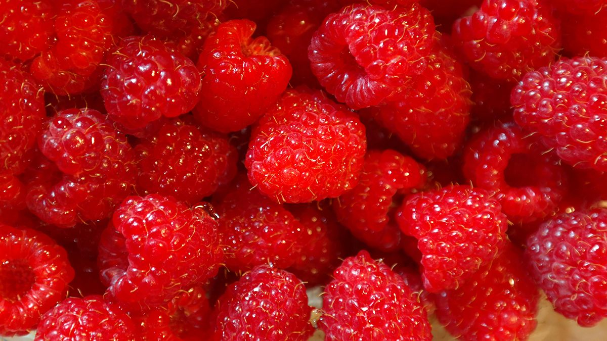 Названо найкраще підживлення для малини Названо найкраще підживлення для малини