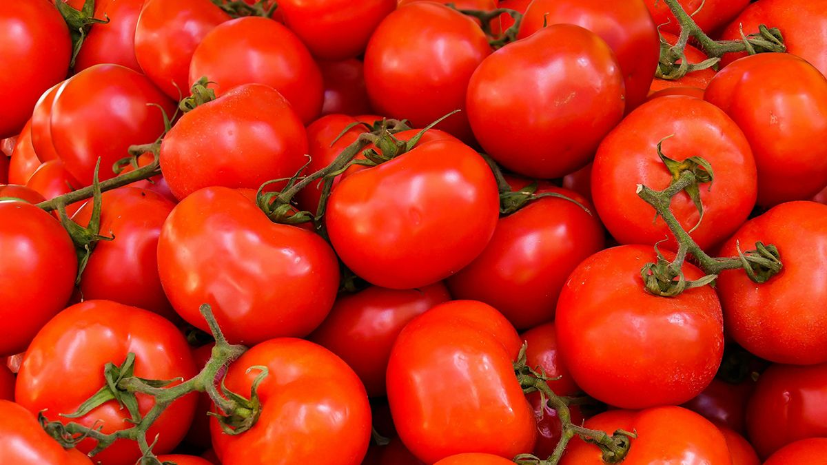 Яке добриво для помідорів є найкращим Яке добриво для помідорів є найкращим