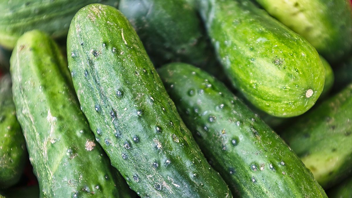 Стало известно, почему желтеют листья огурцов Стало известно, почему желтеют листья огурцов