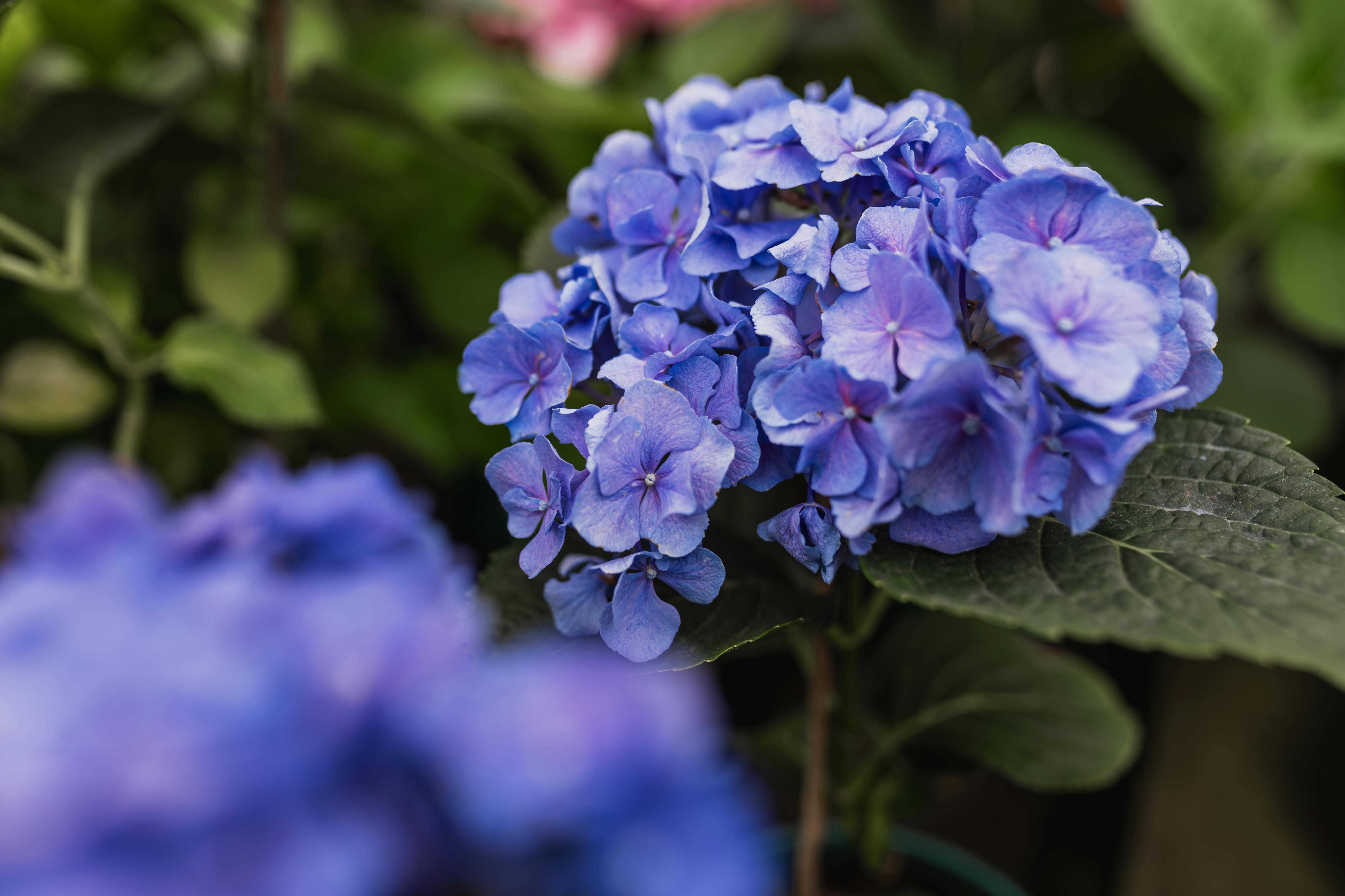 Гортензії можна розмножити живцями Гортензії можна розмножити живцями