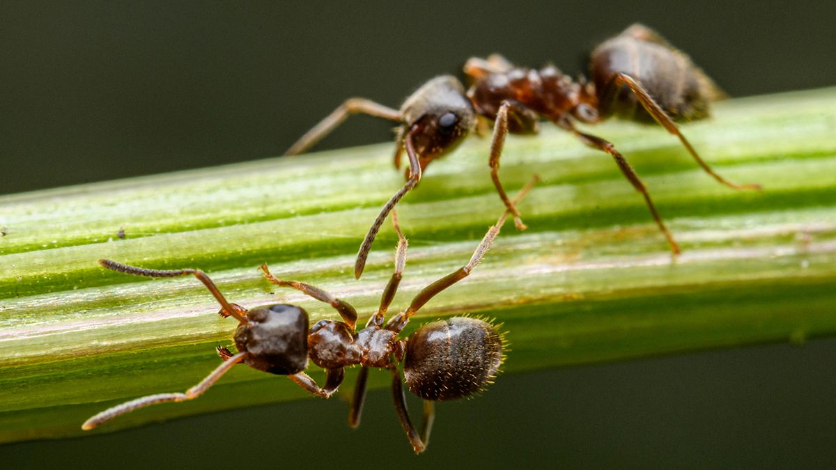 Названо засоби, які відлякують мурах