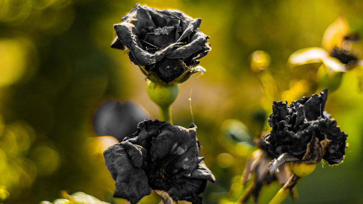 У саду можуть рости чорні квіти