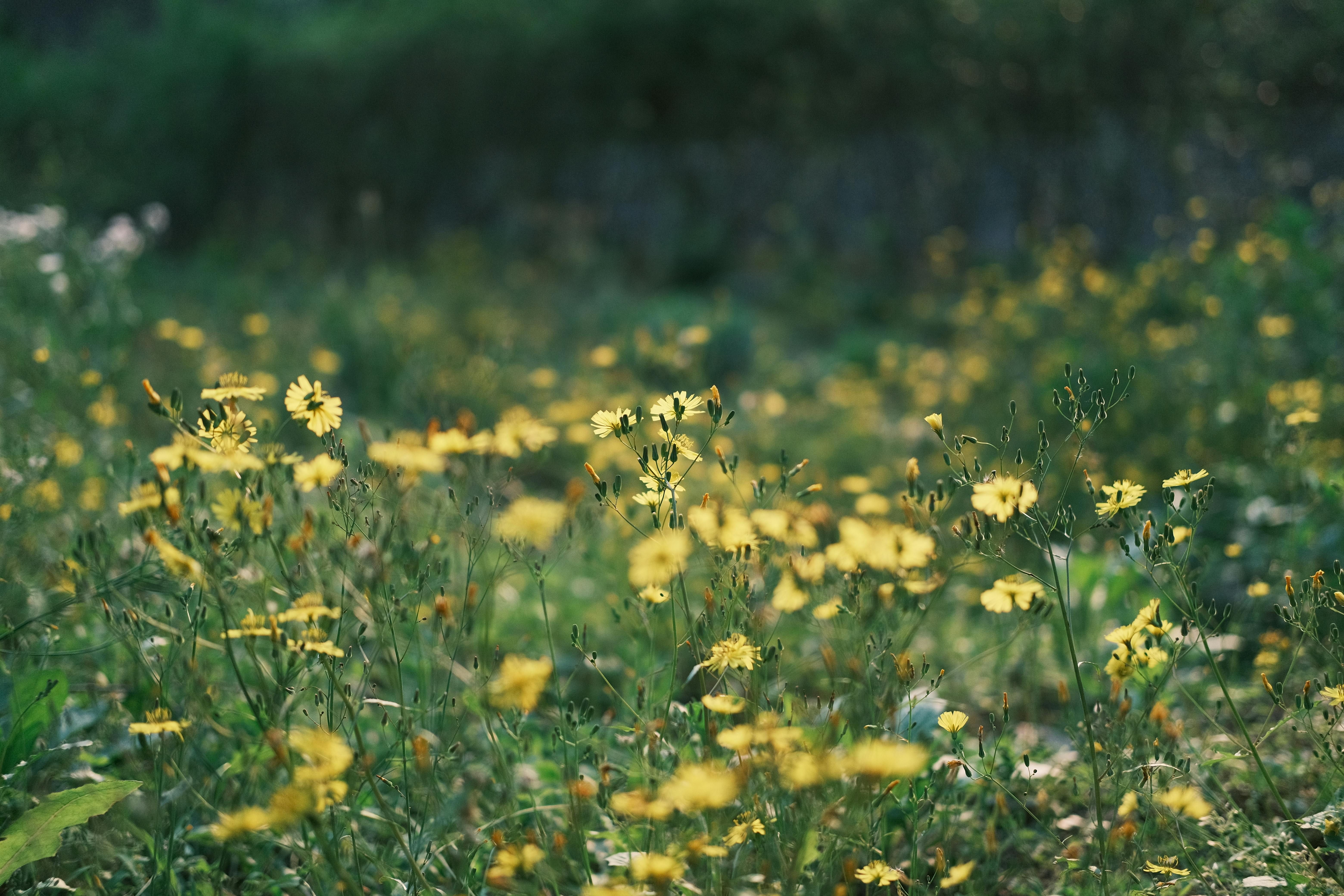 Некоторые растения нужно собирать в июле Некоторые растения нужно собирать в июле