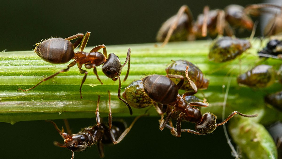 Муравьев можно вывести с помощью популярного напитка Муравьев можно вывести с помощью популярного напитка