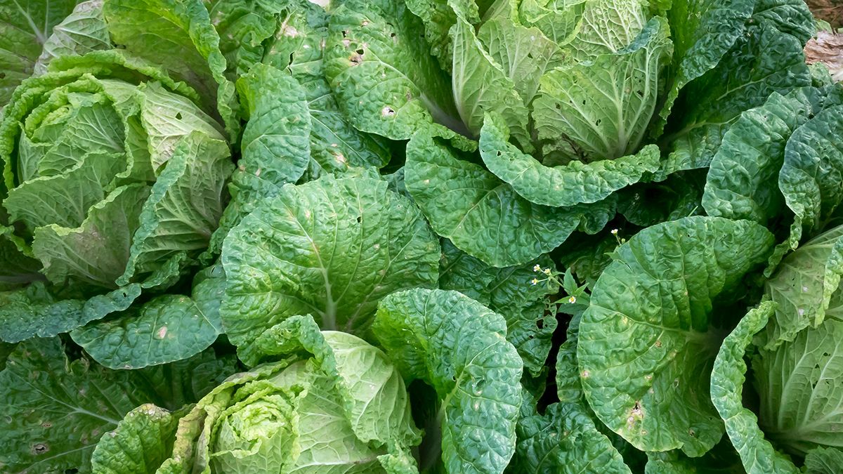 Названа лучшая подкормка для капусты Названа лучшая подкормка для капусты