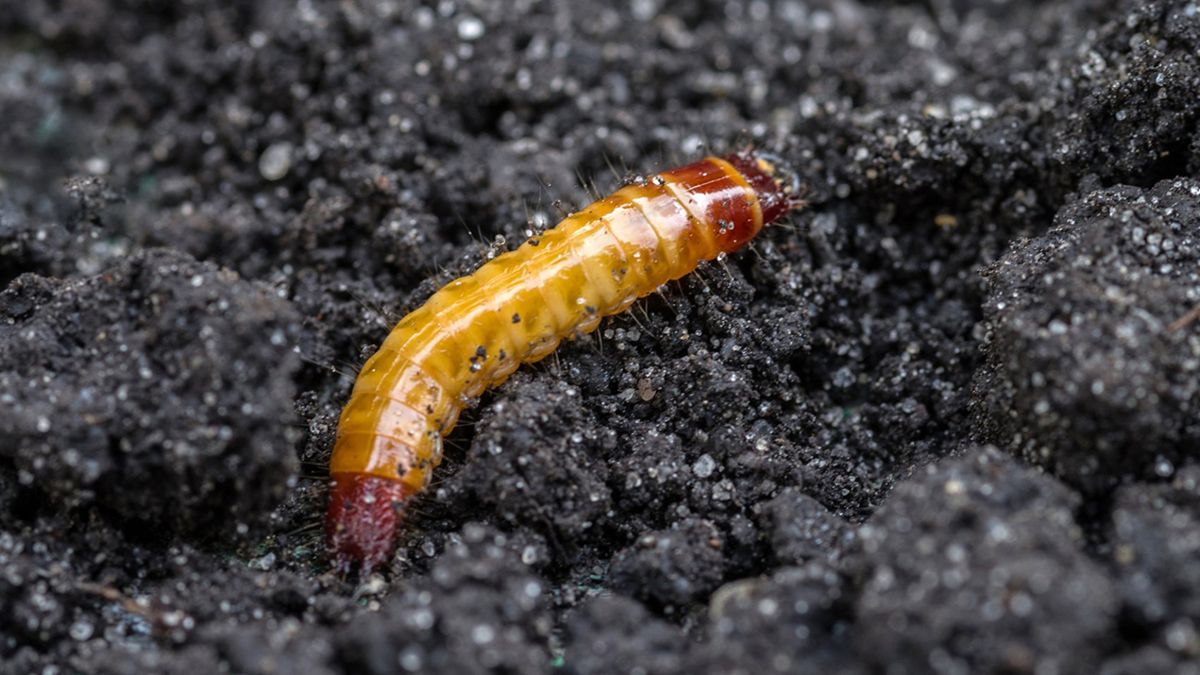 Эффективные методы избавления от проволочника Эффективные методы избавления от проволочника