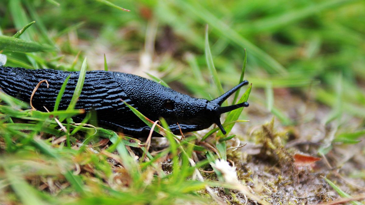 Слимаків з городу можна позбутися кількома методами Слимаків з городу можна позбутися кількома методами