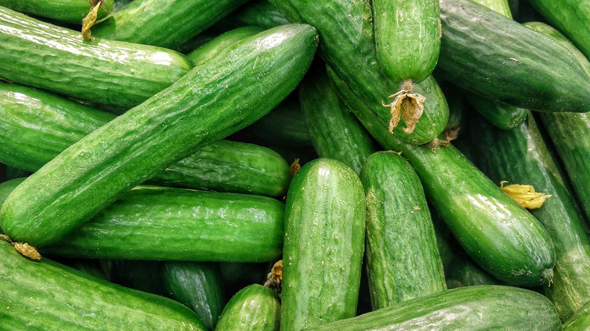 Відома причина, чому огірки гірчать Відома причина, чому огірки гірчать