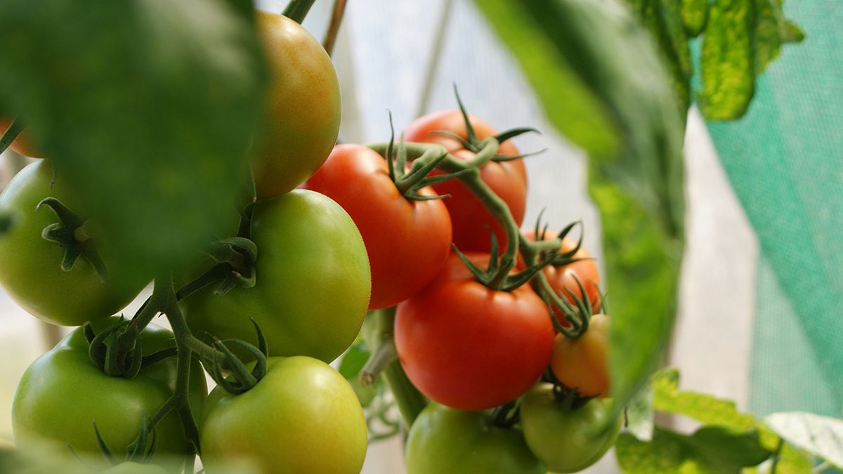 Помидоры в жару надо правильно подливать Помидоры в жару надо правильно подливать