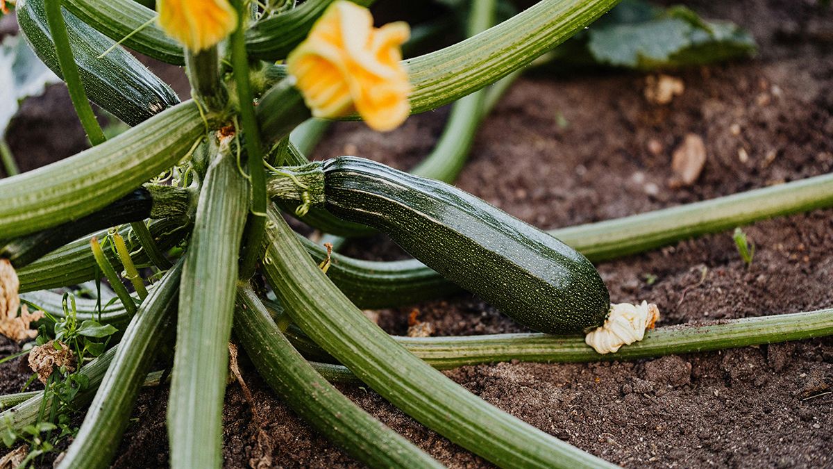 Кабачки могут не цвести по нескольким причинам Кабачки могут не цвести по нескольким причинам