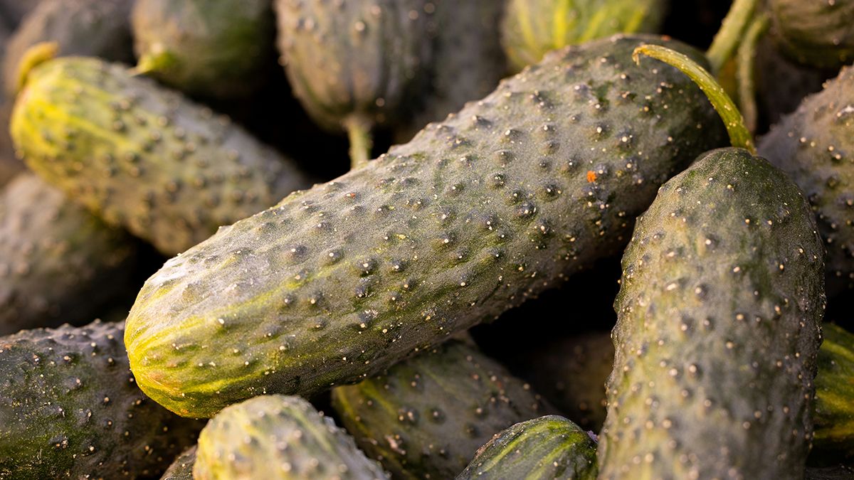 Правила подливания огурцов летом Правила подливания огурцов летом