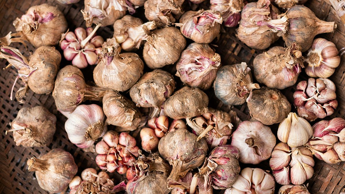 Пожовтіння часнику можна уникнути Пожовтіння часнику можна уникнути