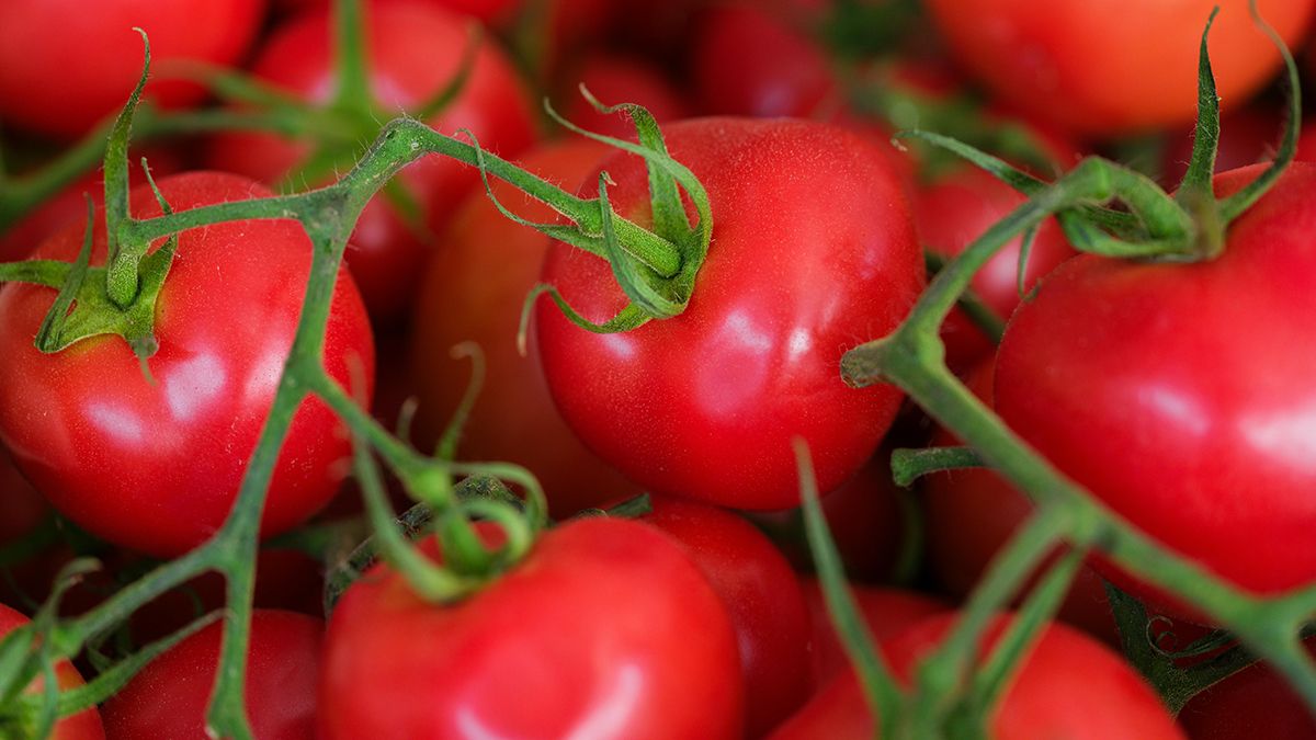 Окучивание имеет положительное влияние на рост помидоров Окучивание имеет положительное влияние на рост помидоров