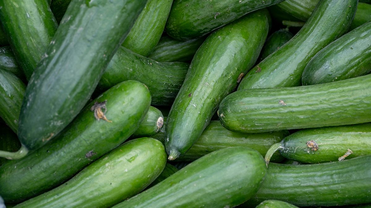 Названо найкраще підживлення для огірків в час цвітіння Названо найкраще підживлення для огірків в час цвітіння