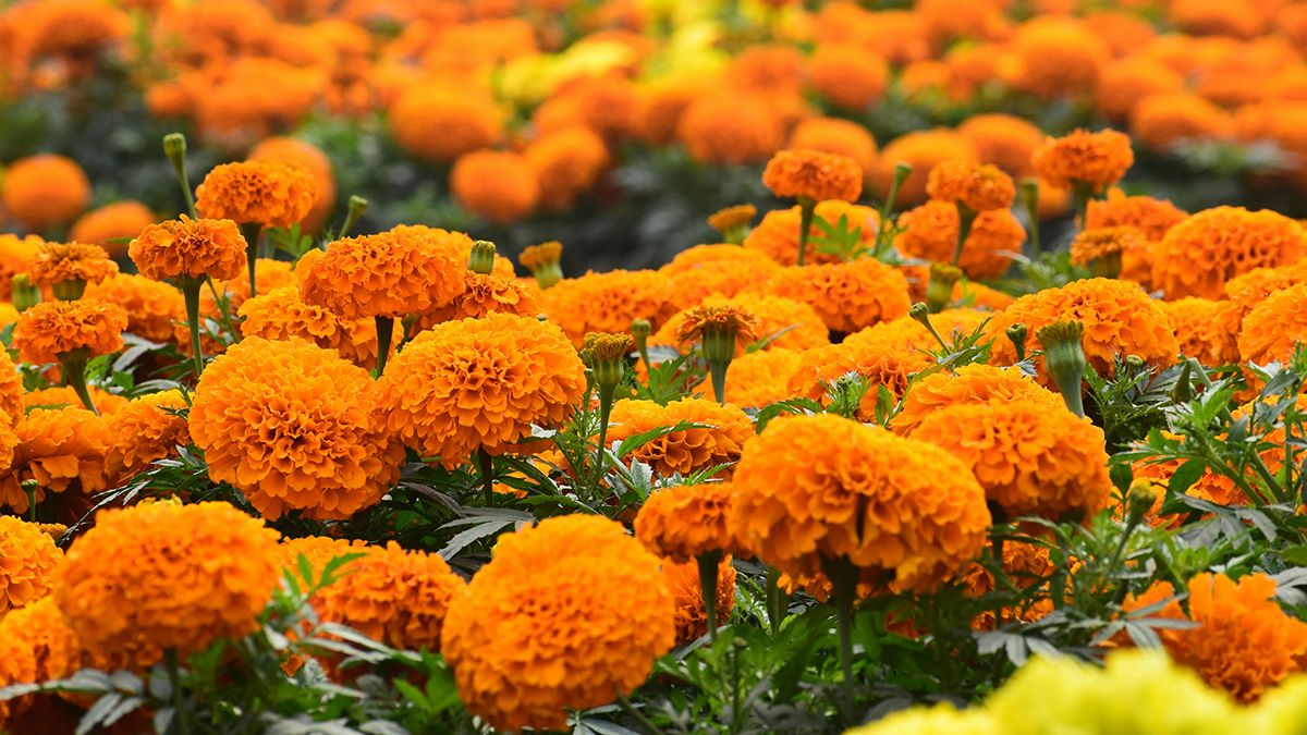 Чорнобривці корисно садити на городі Чорнобривці корисно садити на городі