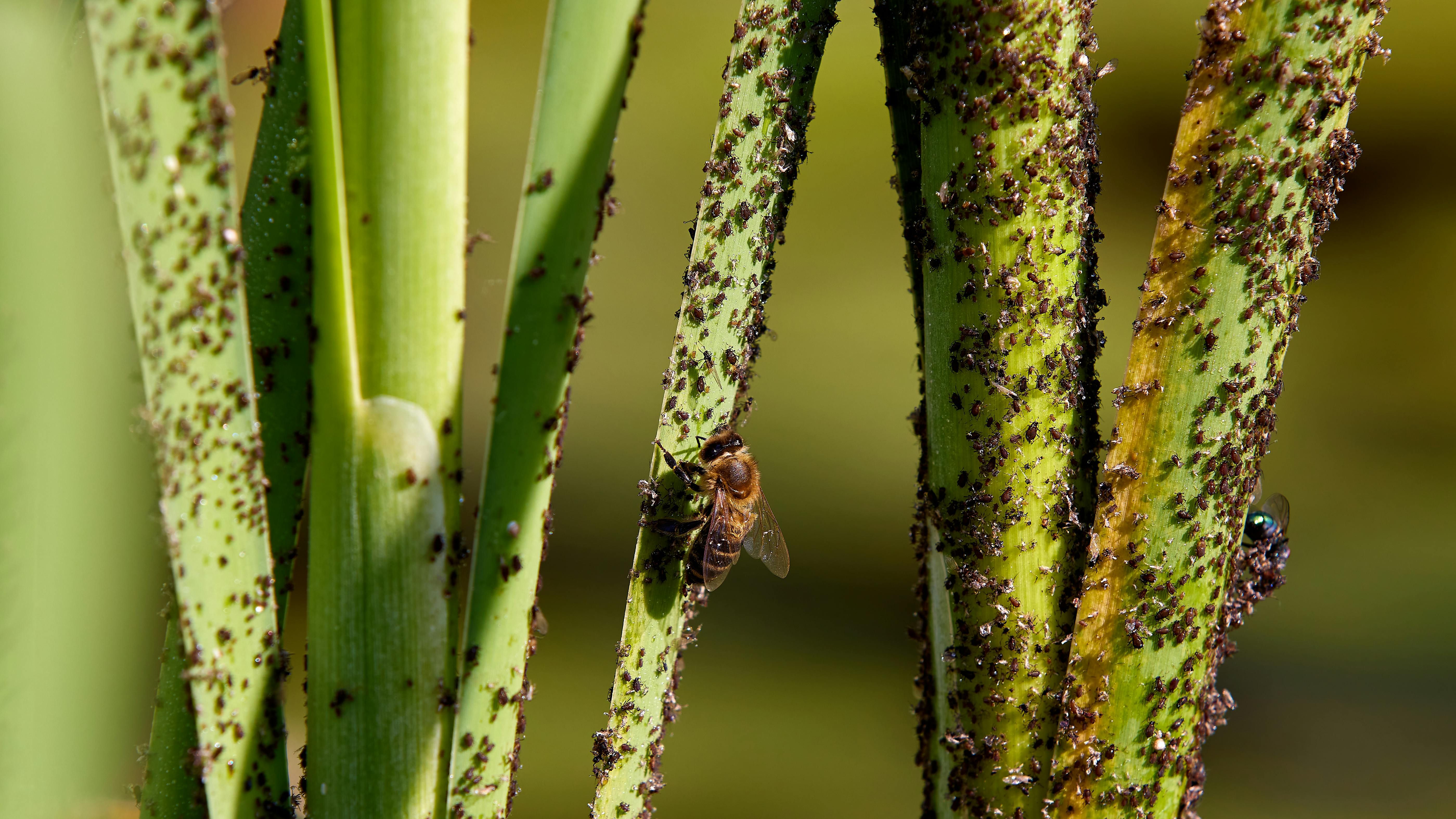 Чистотел избавит от тли и муравьев Чистотел избавит от тли и муравьев