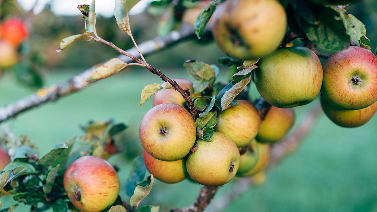Яблучні шкірки можна застосувати в побуті Яблучні шкірки можна застосувати в побуті