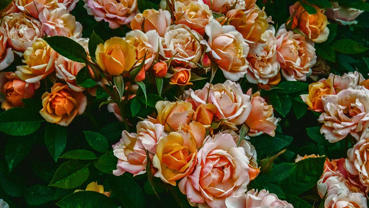 Що зробити, щоб троянди довше росли Що зробити, щоб троянди довше росли